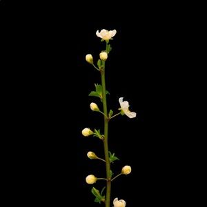 Meet your Posher, Kaydince